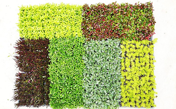 景觀造型綠雕定製必備三大步驟！(圖2)